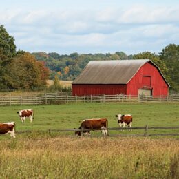 In a serene rural landscape, cows graze calmly on lush green grass while a vibrant red barn stands in the background.